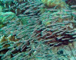 Poissons Chat à Malapascua aux Philippines. by Philippe Brunner 